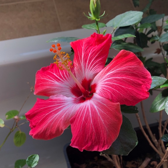 Meet your Posher - Picture 1 of 1